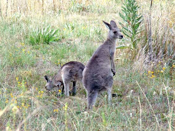 kangaroos Joan Relke and Carl Merten